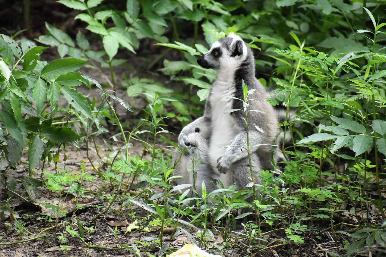 Umre Fiyatları 2024: En Uygun Seçenekler ve Tavsiyeler 1 2024 Umre Fiyatları Nasıldır?