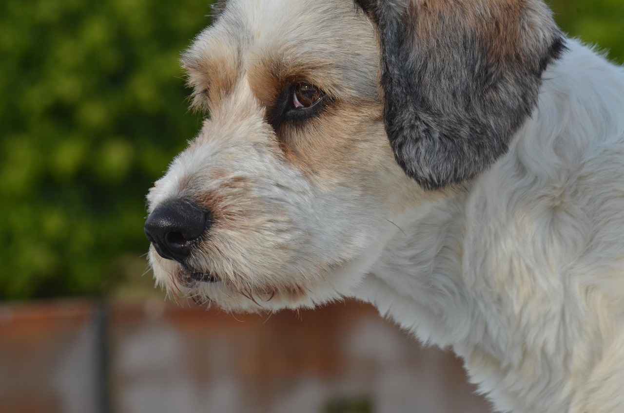 Veteriner Teknikeri İçin Mülakat Süreci