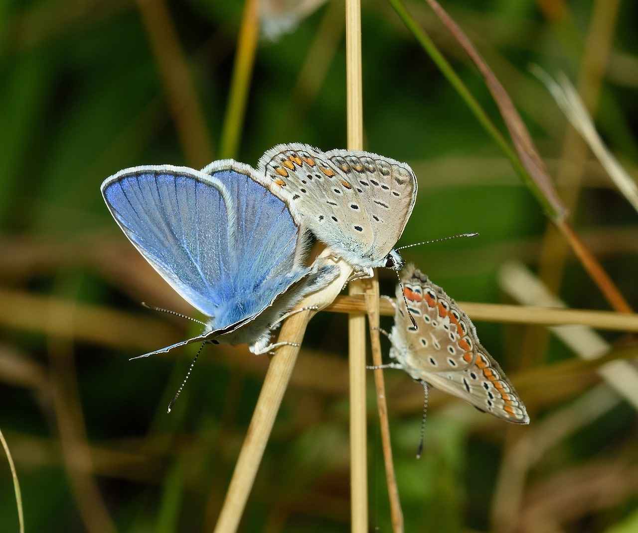 Yazılım Geliştirici Alım İlanlarının Yapısı