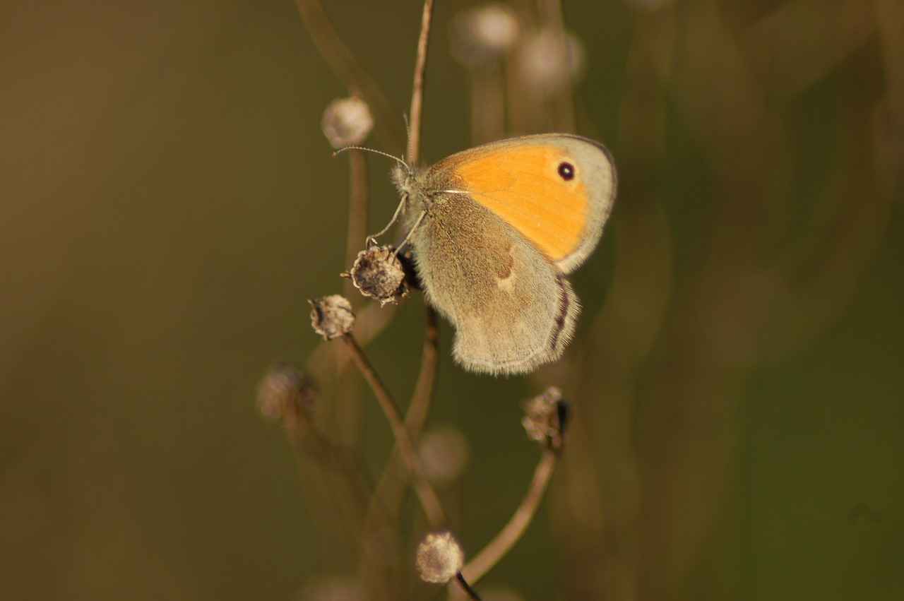 Yöneticilik Alım İlanlarının Önemi