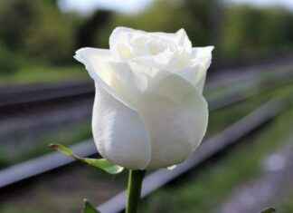 Zabıt Katibi Memur Alım İlanları ve Şartları Zabıt Katibi Memur Alım İlanları ve Şartları