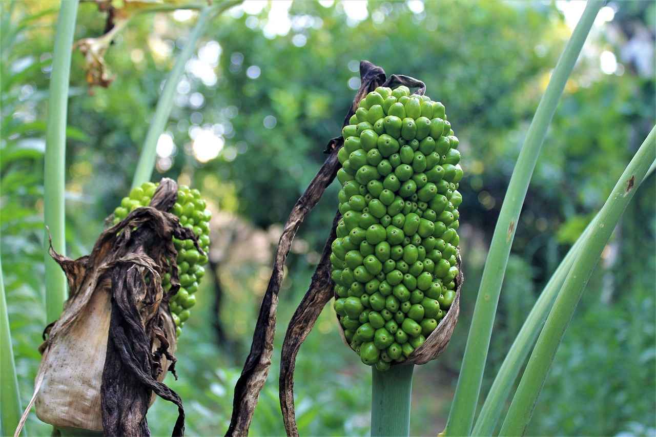 Ziraat Mühendisi Nedir?