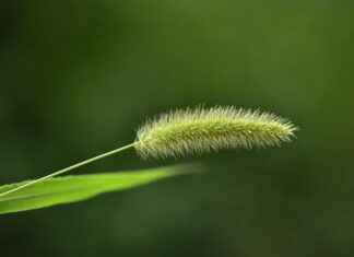 Ziraat Teknisyeni Alım İlanları ve Şartları Ziraat Teknisyeni Alım İlanları ve Şartları