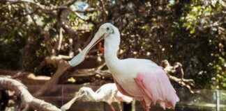 Zoolog Alım İlanları ve Şartları Zoolog Alım İlanları ve Şartları