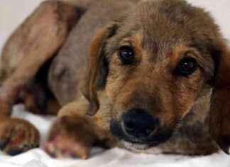 Amasya’da Köpeğini Sürükleyen Kişiye 1500 TL Ceza! amasyada-kpeini-srkleyen-kiiye-1500-tl-ceza