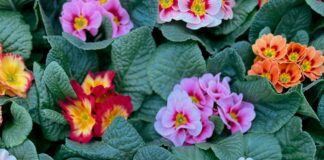 Bağkur Prim Borcunu Ödememenin Sonuçları: Şaşırtıcı Etkileri