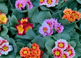 Bağkur Prim Borcunu Ödememenin Sonuçları: Şaşırtıcı Etkileri