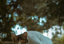 Bağkur Emeklilik Başvurusu Nasıl Yapılır? Adım Adım Rehber