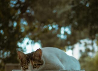 Bağkur Emeklilik Başvurusu Nasıl Yapılır? Adım Adım Rehber