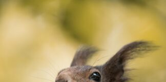 Bağkur Sigortası Kaç Günde Aktif Olur? Hızlı ve Kolay Rehber
