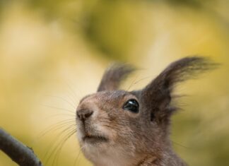 Bağkur Sigortası Kaç Günde Aktif Olur? Hızlı ve Kolay Rehber