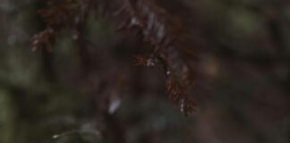 Bağkur Emeklilik Dilekçesi Örneği Ve Dikkat Edilmesi Gerekenler Neler?