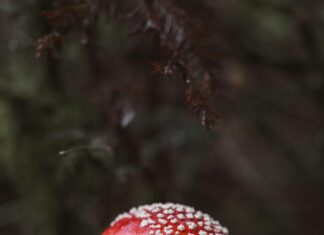 Bağkur Emeklilik Dilekçesi Örneği Ve Dikkat Edilmesi Gerekenler Neler?