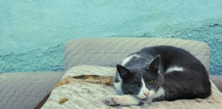 Bağkur Sigortası Kaç Yaşına Kadar Zorunlu? Merak Edilenler!