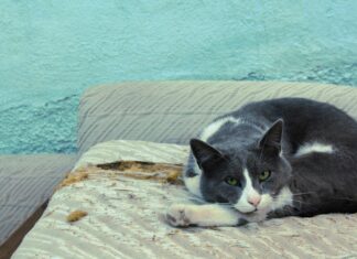 Bağkur Sigortası Kaç Yaşına Kadar Zorunlu? Merak Edilenler!