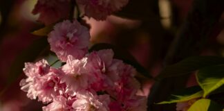 Bağkur Emekliliğinde İkramiye Var Mı? Şaşırtan Detaylar!