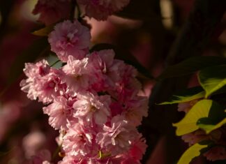 Bağkur Emekliliğinde İkramiye Var Mı? Şaşırtan Detaylar!