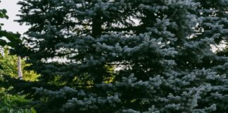 Bağkur Sigortalısı Doğum Borçlanması Yapabilir Mi? Merak Edilenler