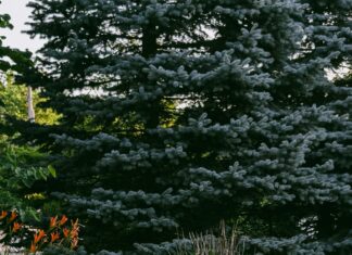 Bağkur Sigortalısı Doğum Borçlanması Yapabilir Mi? Merak Edilenler