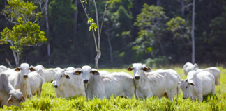 Bağkur Emekliliğinde Toplu Para Alınır mı? Şaşırtan Gerçekler!
